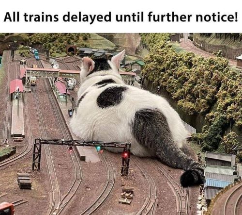 trains delayed cat.jpg